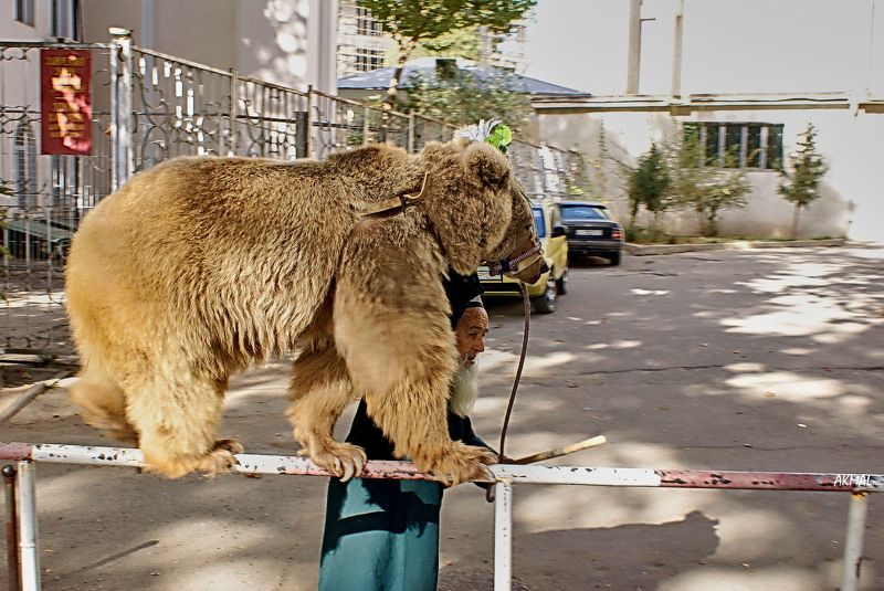 Мои любимые работы…Старик и Маша. Душанбе. Нет уже кинотеатра «Джами» возле которого я сделал этот снимок, нет дедушки Талабшо и его медведицы Маши… Время неумолимо … Душанбе.Таджикистан Фотография участница моей персональной выставки  в Государственном Мphoto preview