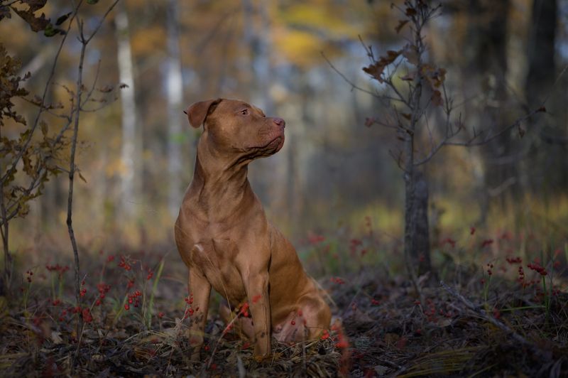 В ландышахphoto preview