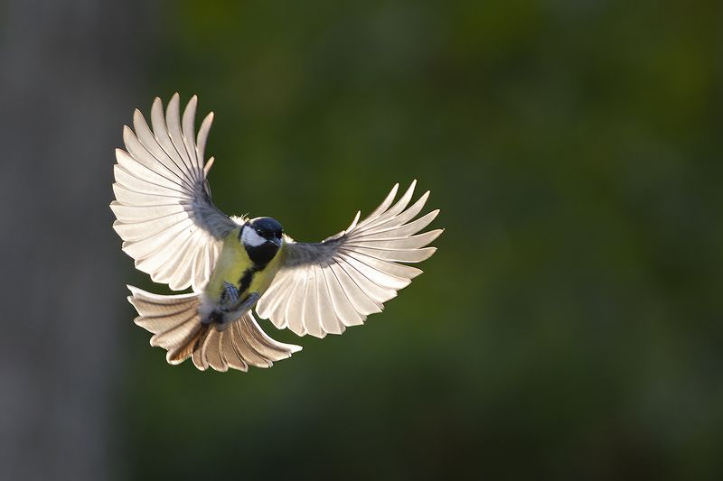 Большая на рассветеphoto preview