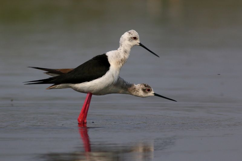 животные, природа, птицы, кулики, ходулочники, анималистика Тик-такphoto preview