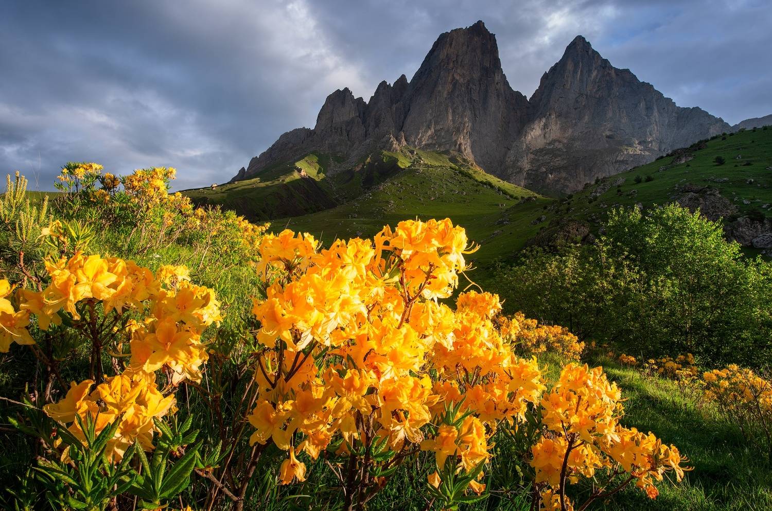 ингушетия, цей-лоам, родендрон, горы, Чекалев Алексей