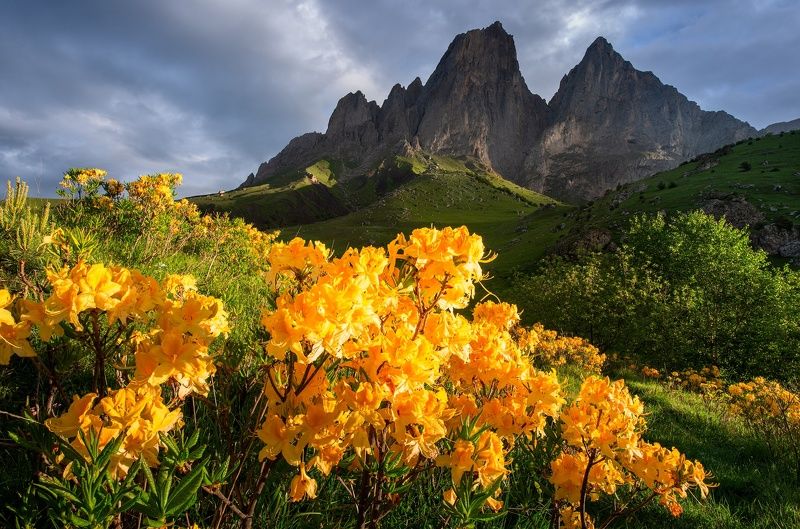 ингушетия, цей-лоам, родендрон, горы Цветение родендроновphoto preview