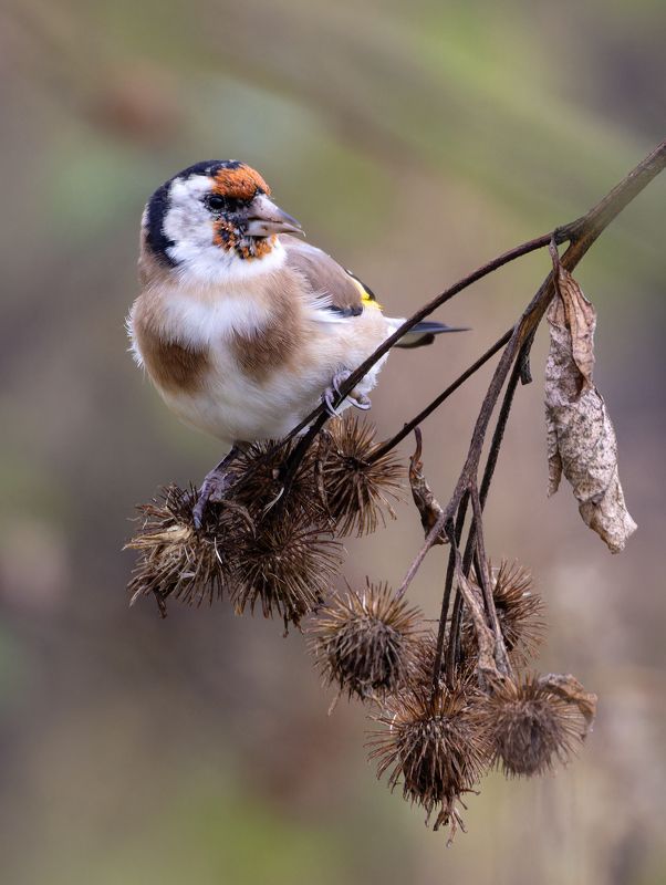 щегол, птицы, фото птиц Щегол.photo preview