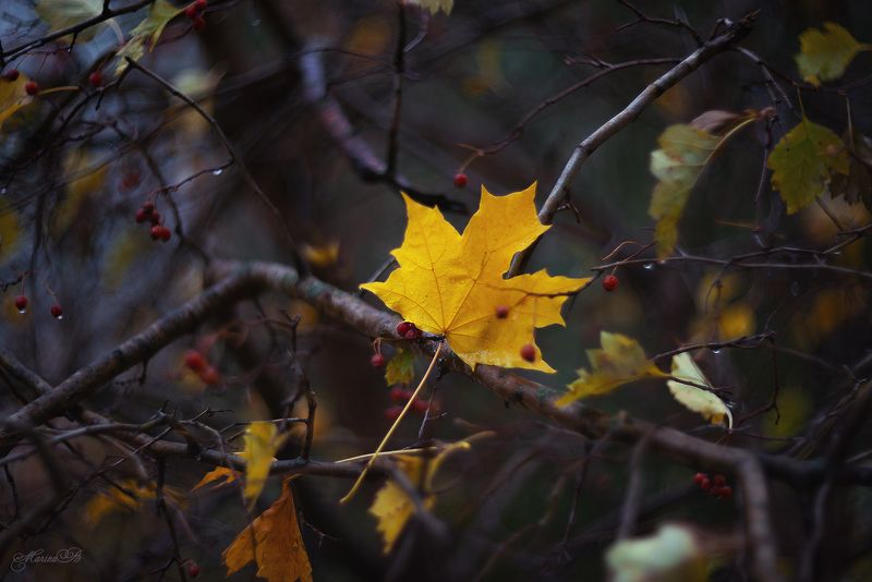 осень, дождь, листья, клен, природа, лужи, капли Любимая дождливая осеньphoto preview
