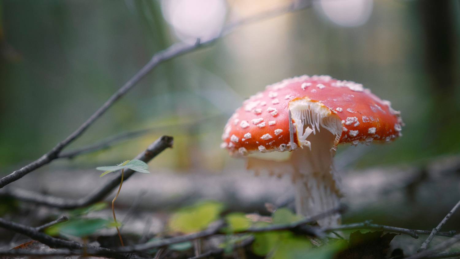 гриб, лес, Валерий Вождаев