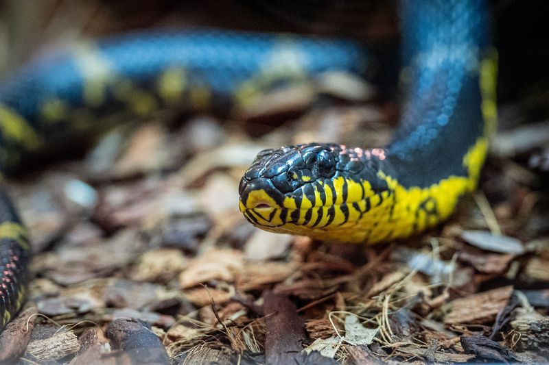 змея photo preview