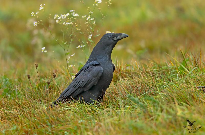 Гордый ворон.photo preview