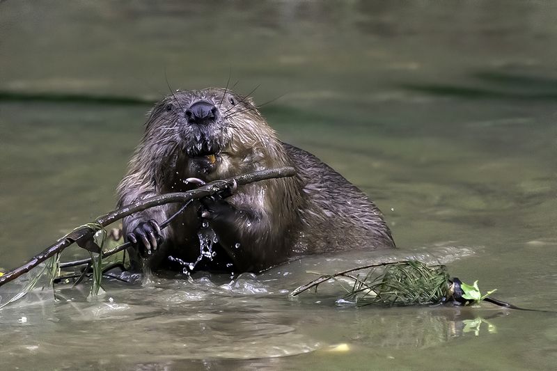 бобр, река, течение, еда Бобр за обедомphoto preview