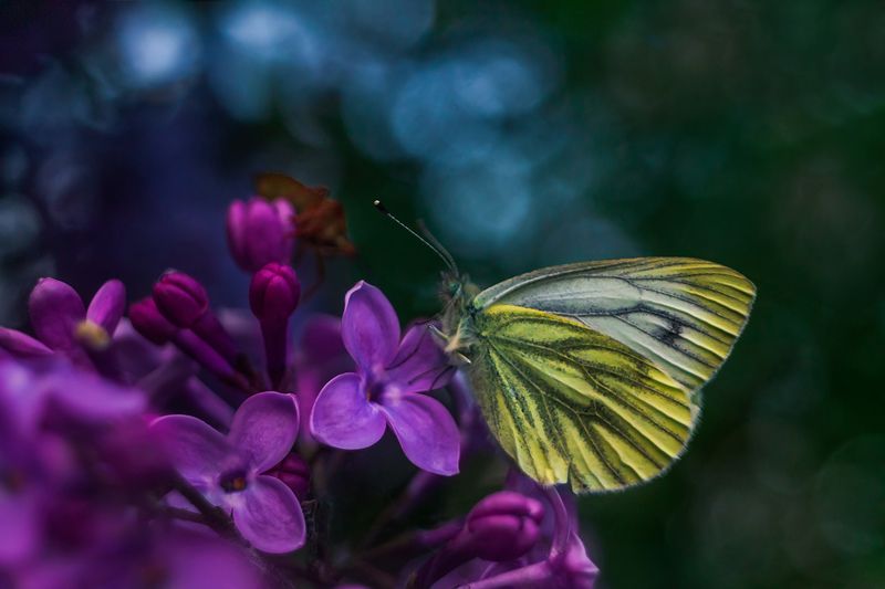 лето, сирень, бабочка Ромео, ты ли это... )photo preview