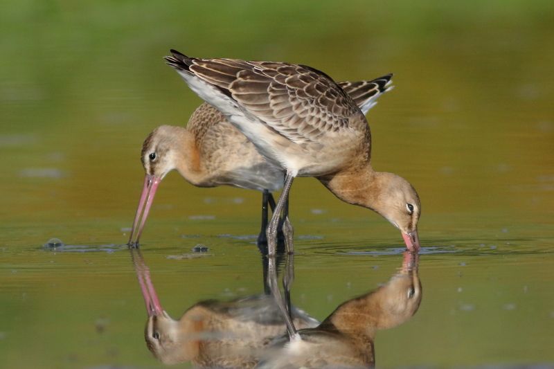 животные, природа, птицы, кулики, веретенник, анималистика, самарская область Ходикиphoto preview