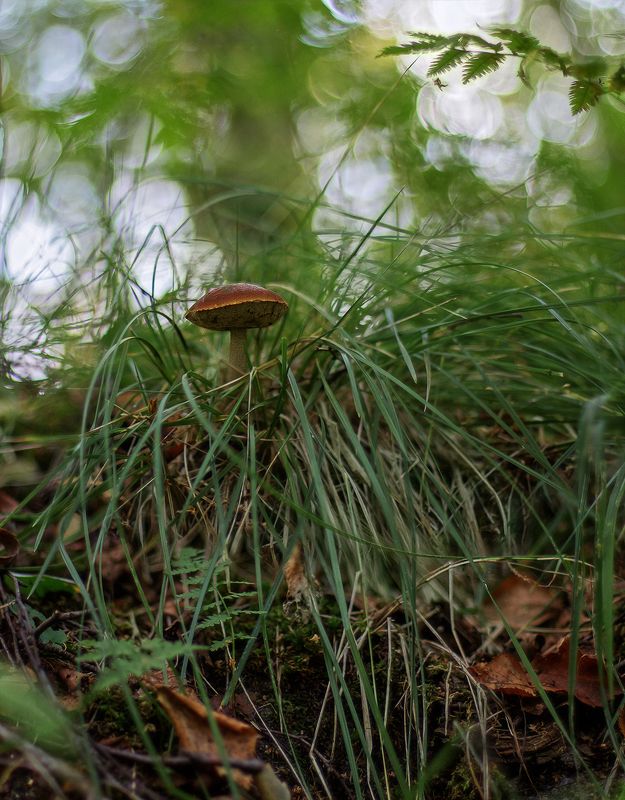 гриб, подберёзовик В стране дремучих травphoto preview