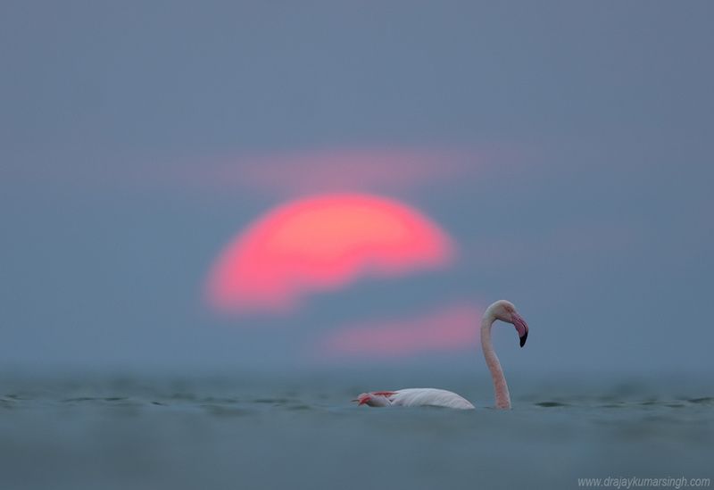 Greater flamingos sunrise Greater flamingos photo preview