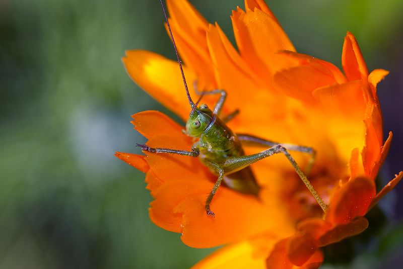 Наблюдения за миром из цветка .... :)photo preview