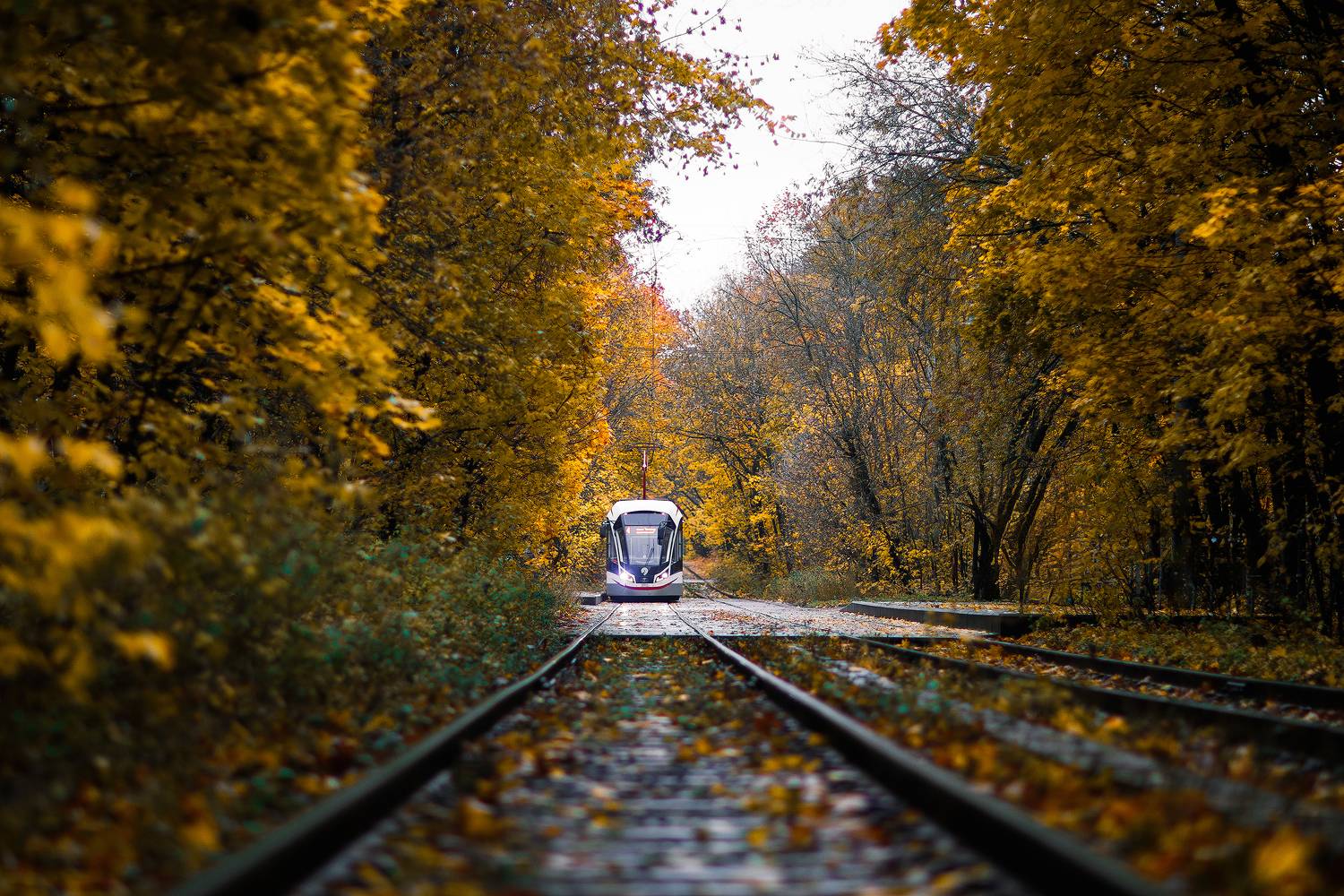 Осень в Сокольниках. Автор: Кочкин Владимир Москва, Сокольники, трамвай, осень, парк, рельсы, Кочкин Владимир