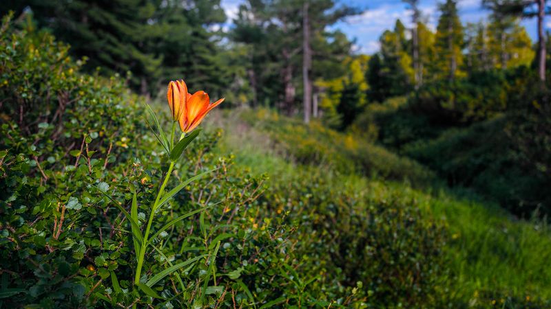 Цветы Растительность Природа Флора Саранка Лилия Саранкаphoto preview