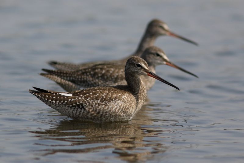 животные, дикая природа, природа, птицы, кулики, щеголь, анималистика, самара На маршеphoto preview