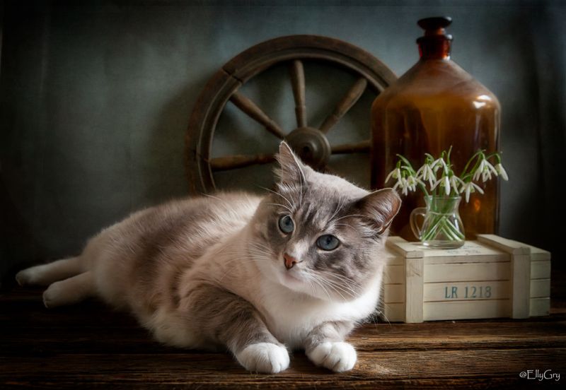 Котик Айсphoto preview