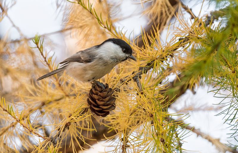 птица, гаичка, синичка, осень, лиственница, Гаичка.. осень.photo preview