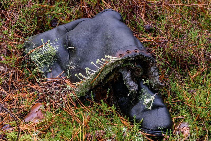 autumn mushroom boots fashion nature forest лес гриб сапоги мода Модный дизайн - New stilephoto preview