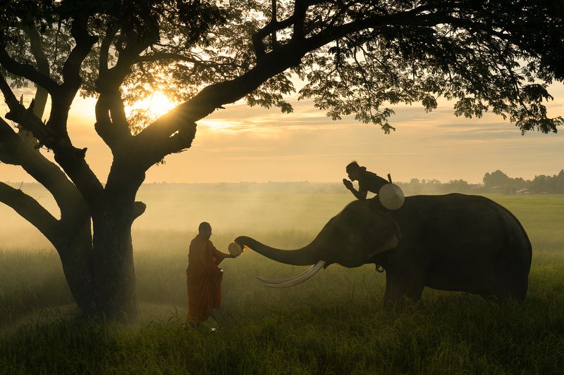 Alm Giving фото превью