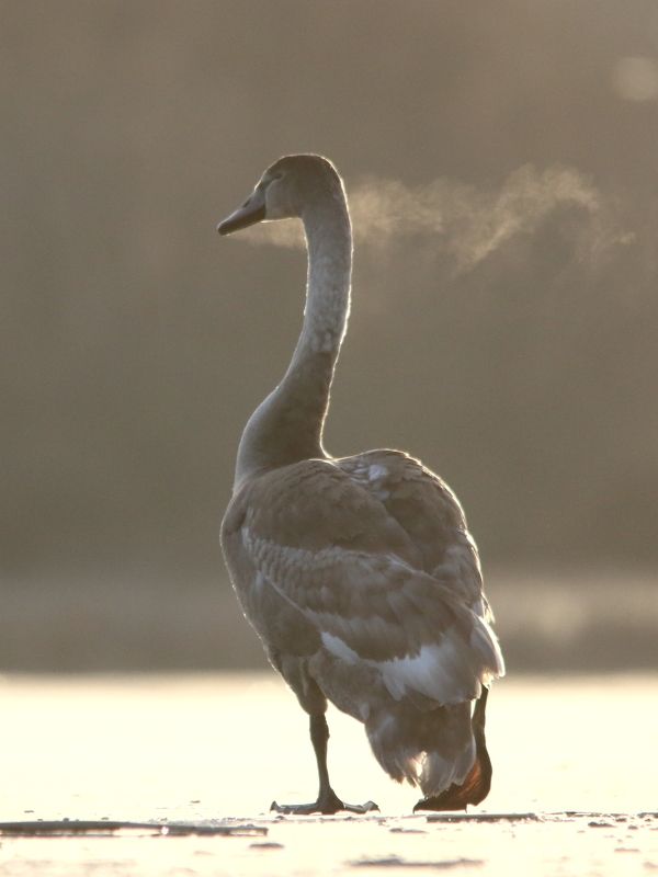 животные, дикая природа, природа, птицы, лебеди, лебедь-шипун, анималистика, самарская область Дыхание жизниphoto preview