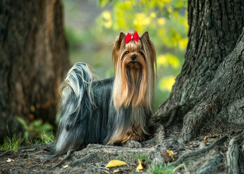 йорк, собака Йоркphoto preview