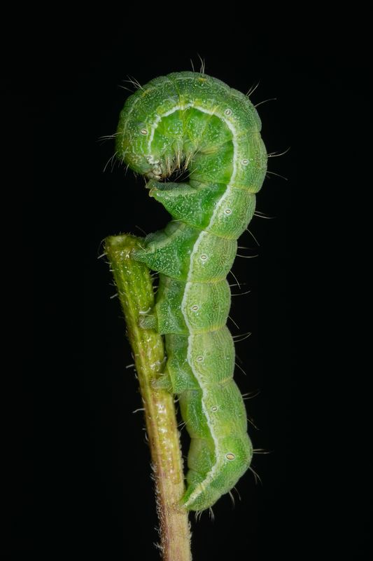 совка шалфейная ,heliothis peltigera, макро,ставрополь Совка шалфейная Heliothis peltigera (Denis & Schiffermuller, 1775)photo preview
