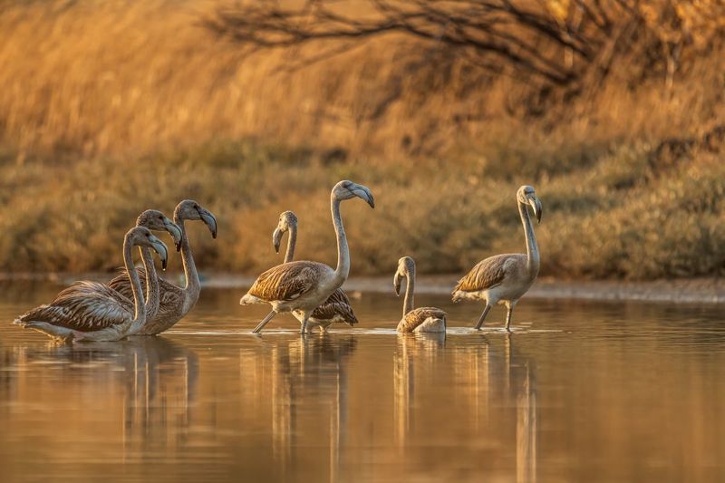 Flaming różowy (Phoenicopterus roseus)photo preview