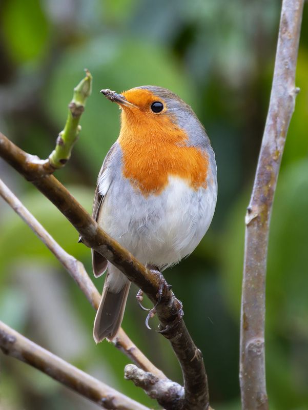 зарянка, птицы, фото птиц Зарянка.photo preview