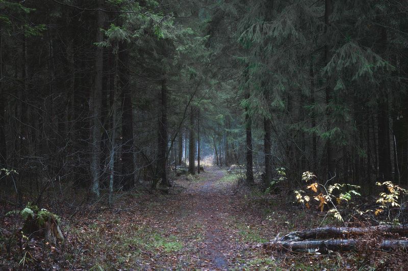 лес, деревья, осень, листья, пейзаж В осеннем лесуphoto preview