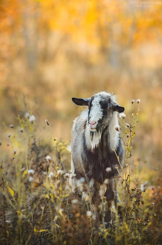 Овечка в осеннем лесу :)photo preview