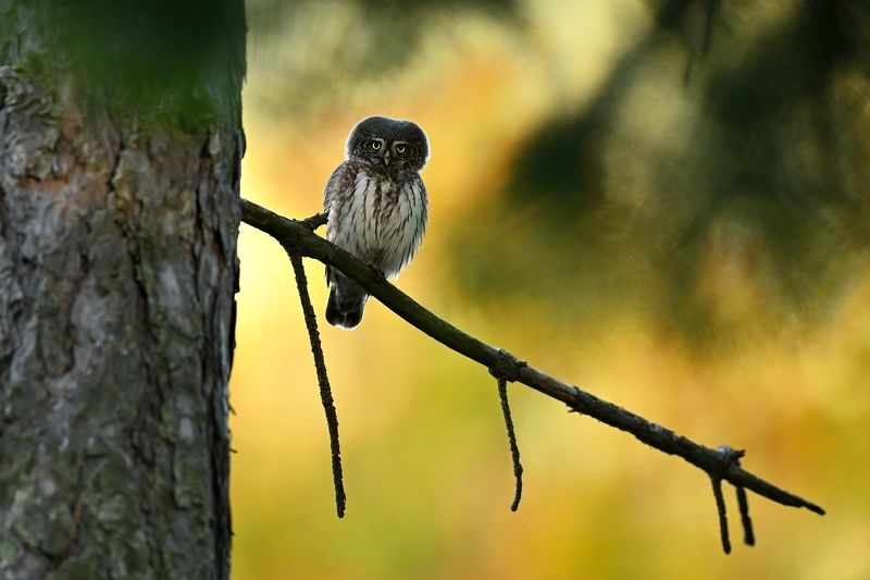 Wildlife, owl, Glaucidium, passerinum, Slovakia, birding Pygmy owl photo preview