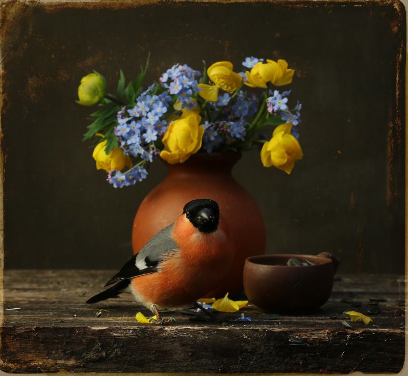 снегирь Его величество Пиррула IIIphoto preview