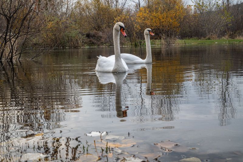 лебедь-шипун, кисловодск, осень, озеро Шипуны на Новом кисловодском озереphoto preview