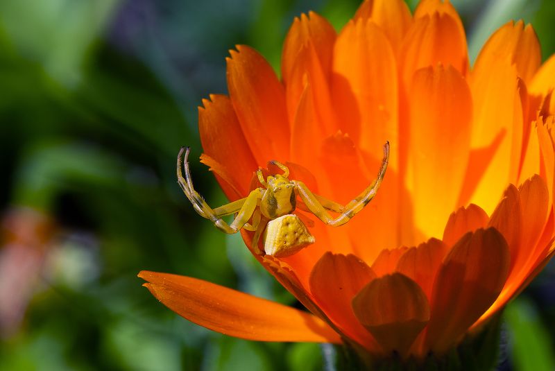 На охоте :)))photo preview