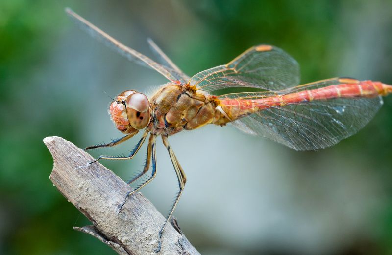 Решила отдохнуть :)))photo preview