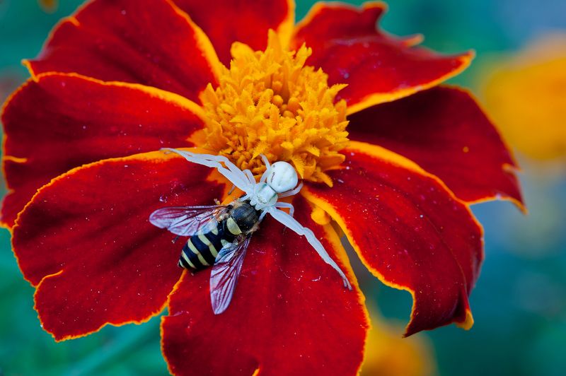 Ужин :)))photo preview