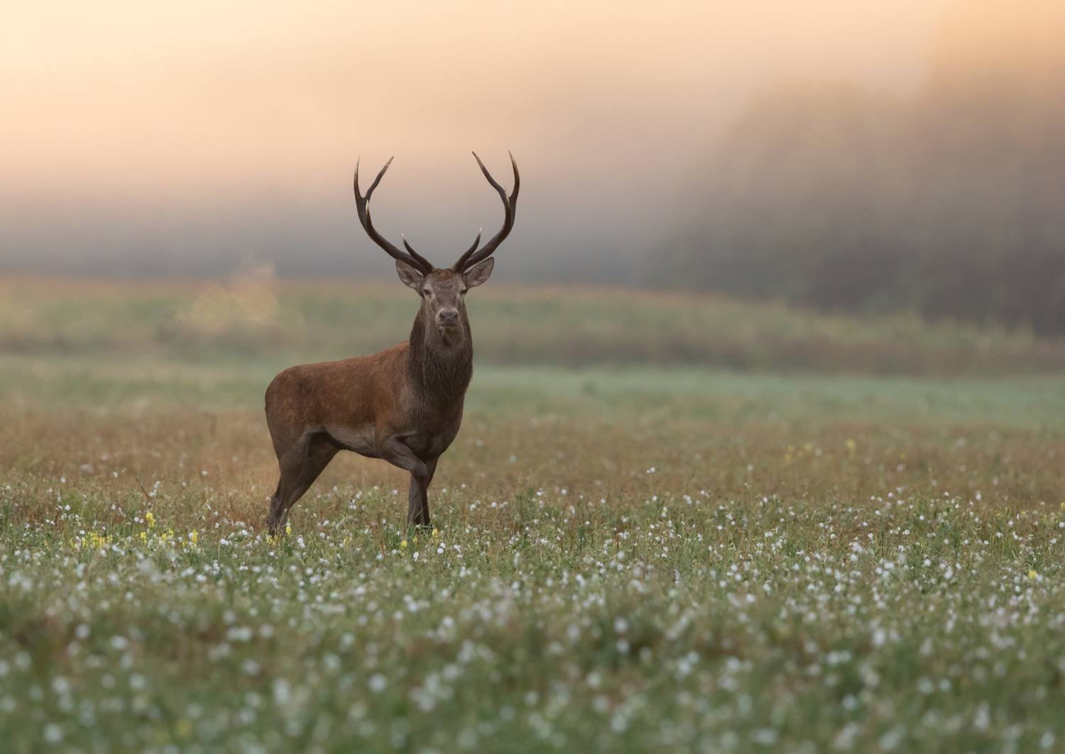 Ожидание. Автор: Vladimir Pakalevich олень, рога,, Vladimir Pakalevich