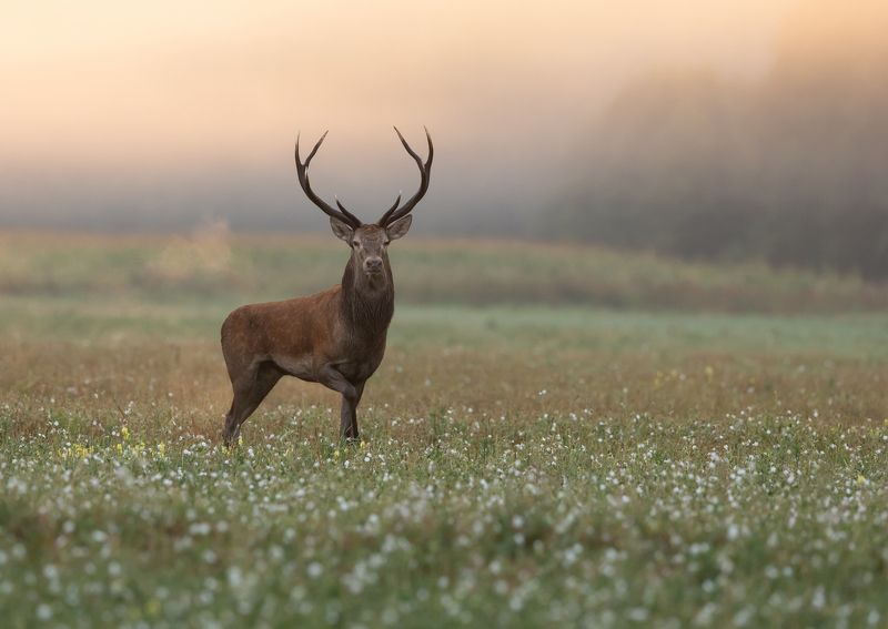 олень, рога, Ожиданиеphoto preview