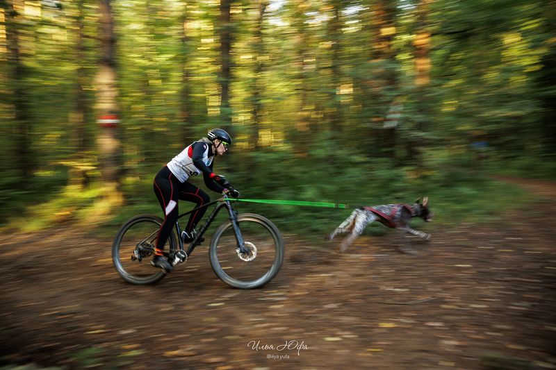 Байкджоринг, репортаж, спорт, драйленд, собаки Байкджоринг photo preview