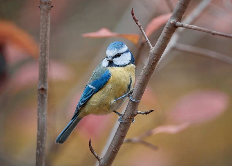 лазоревка Лазоревкаphoto preview