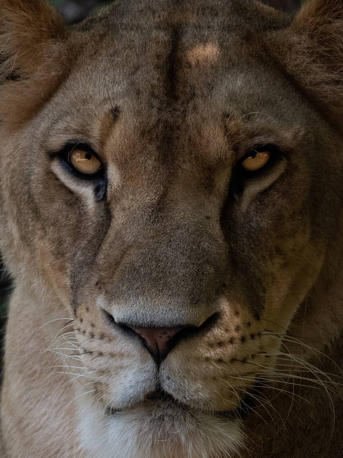 wildlife nature srilanka  jazif  ahamedjazif lion,  Ahamed Jazif