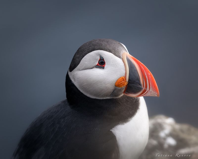 Эти милые создания-исландские тупикиphoto preview