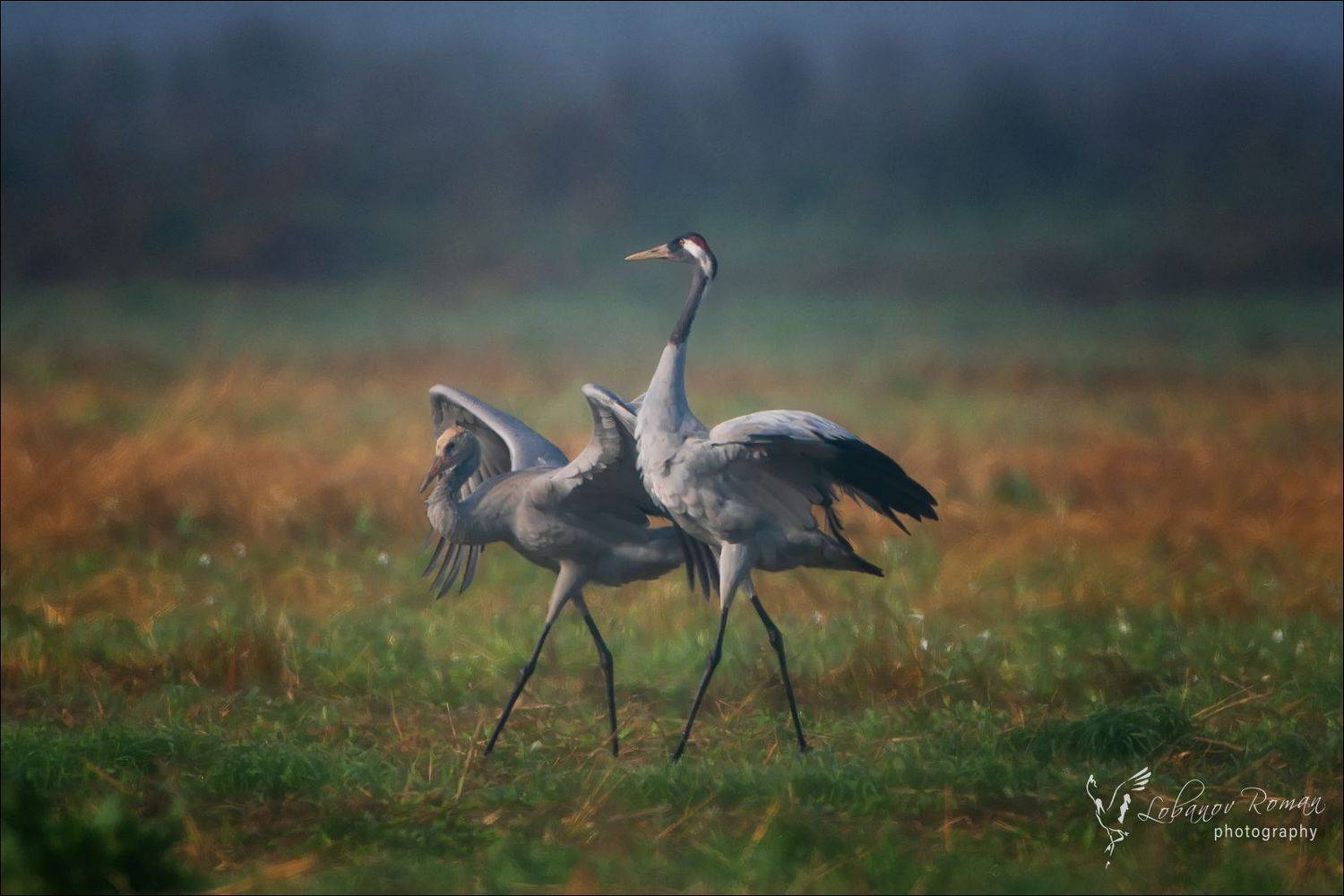 , Лобанов Роман