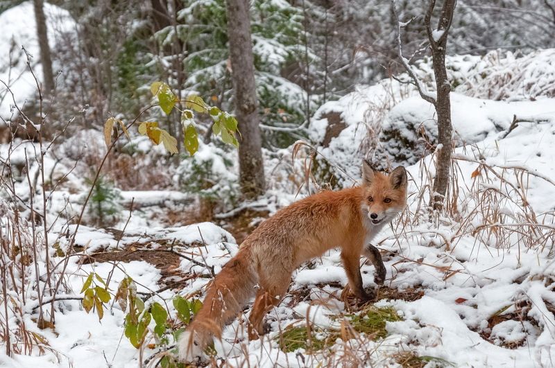 лиса, сибирь, осень Рыжая ..как осеньphoto preview