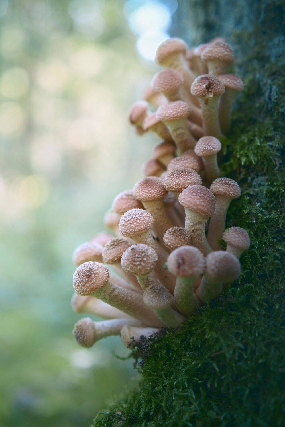 Опята. Автор: Валерий Вождаев грибы, лес, опята, Валерий Вождаев