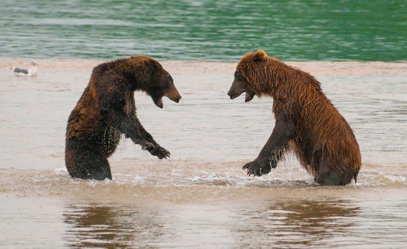 Камчатка, Курильское озеро Разборка.photo preview