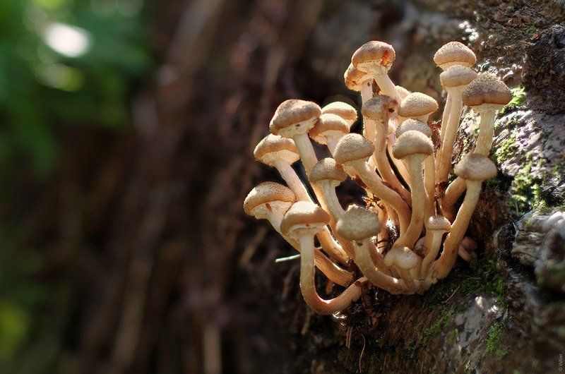 грибы, опята PRO Опятаphoto preview