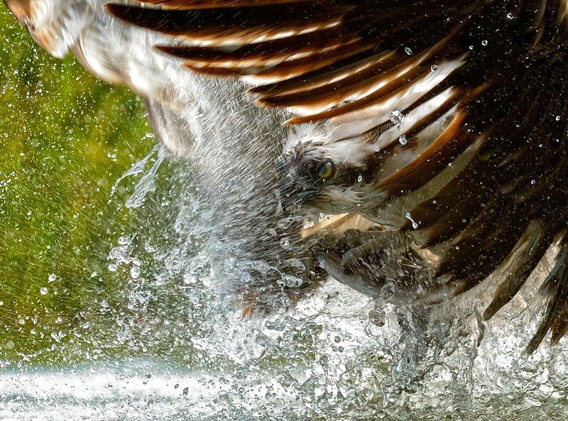 вырваться из водыphoto preview