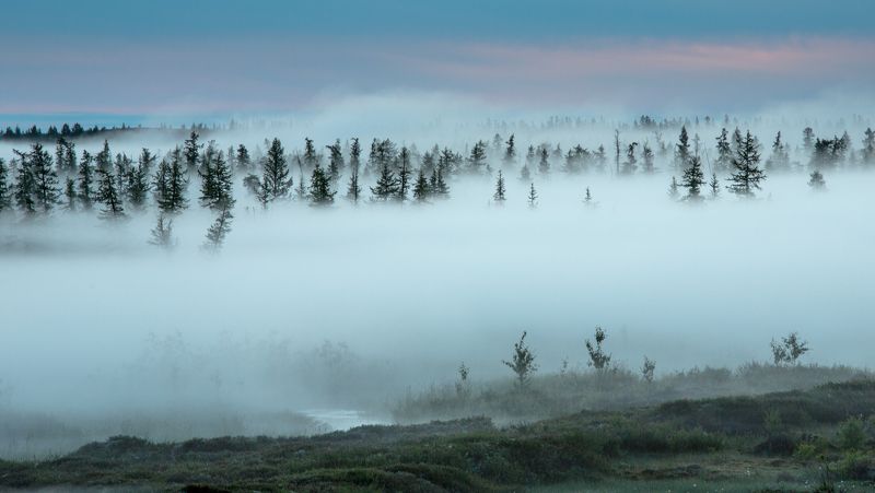 ямал, янао, туман, лето, рассвет Вот где спят облака...photo preview